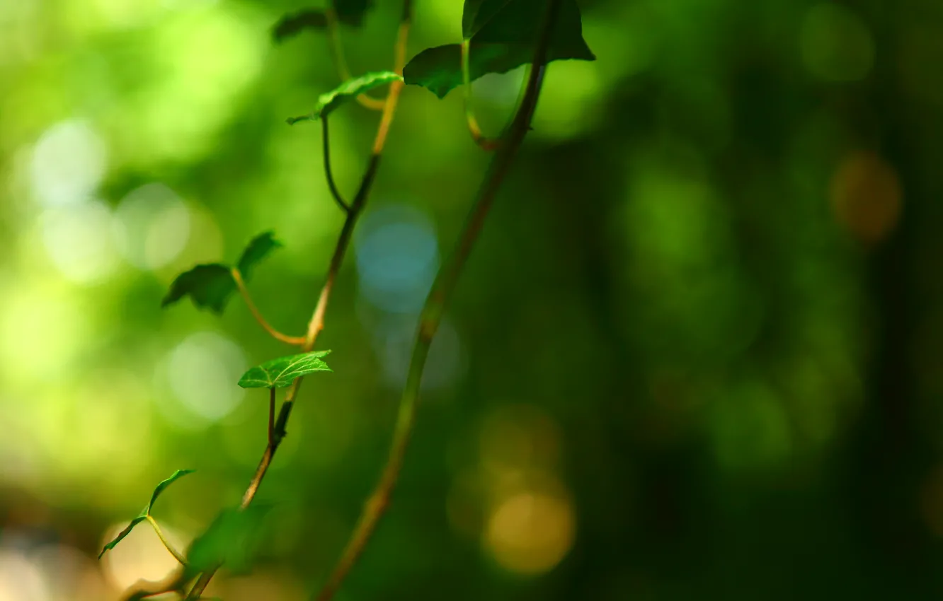 Фото обои листья, макро, зеленый, фон, дерево, widescreen, обои, размытие