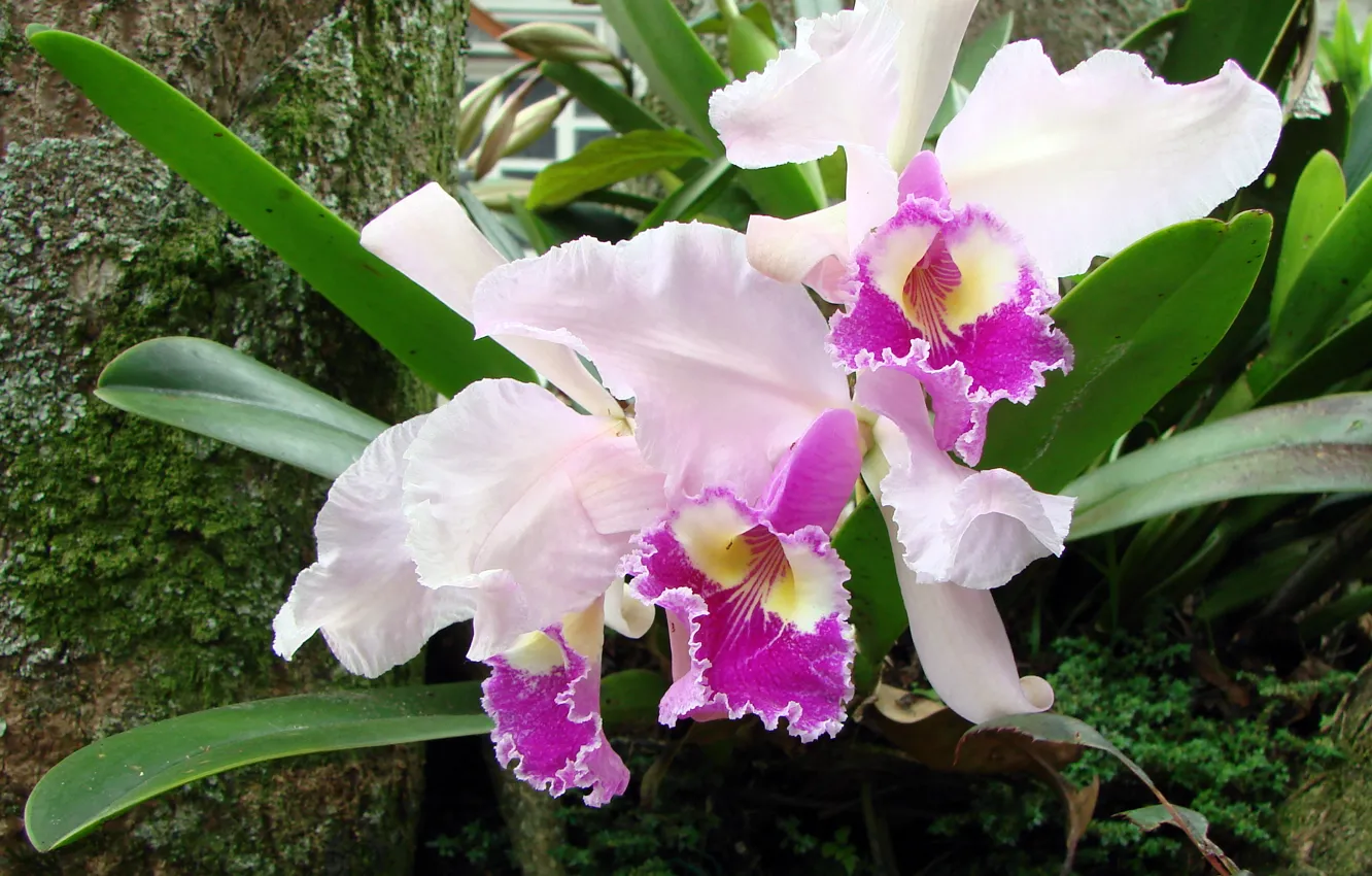 Фото обои nature, flowers, orchids