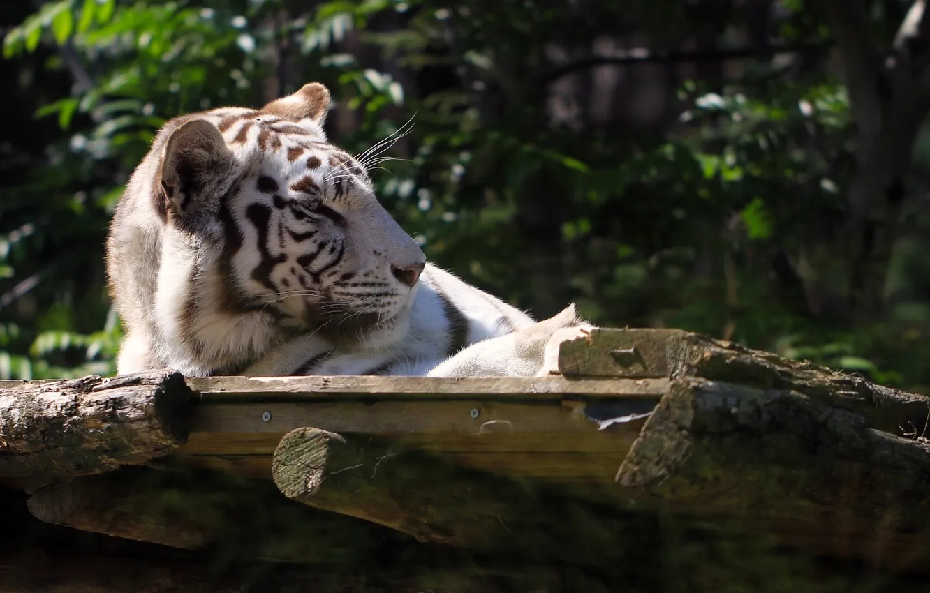 Фото обои морда, отдых, хищник, белый тигр, дикая кошка, зоопарк