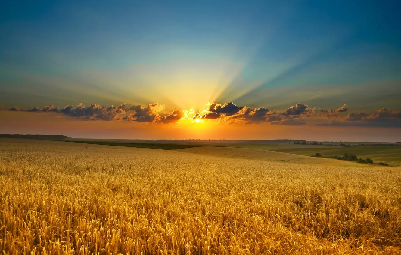 Фото обои sky, cloud, wheat, farm, ray