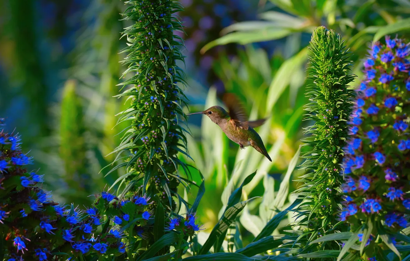 Фото обои природа, Hummingbird, Garden