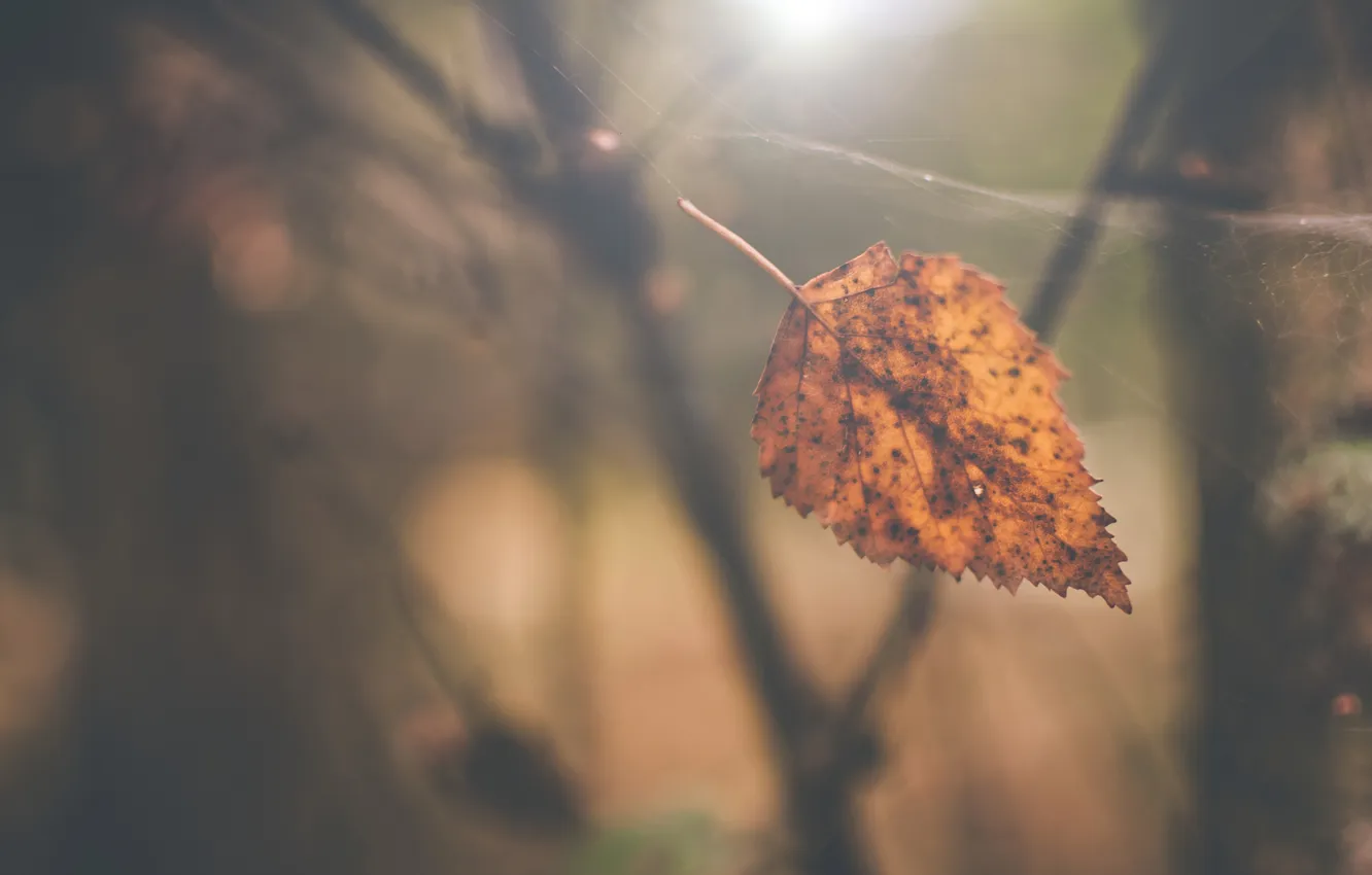 Фото обои осень, макро, свет, лист, паутина