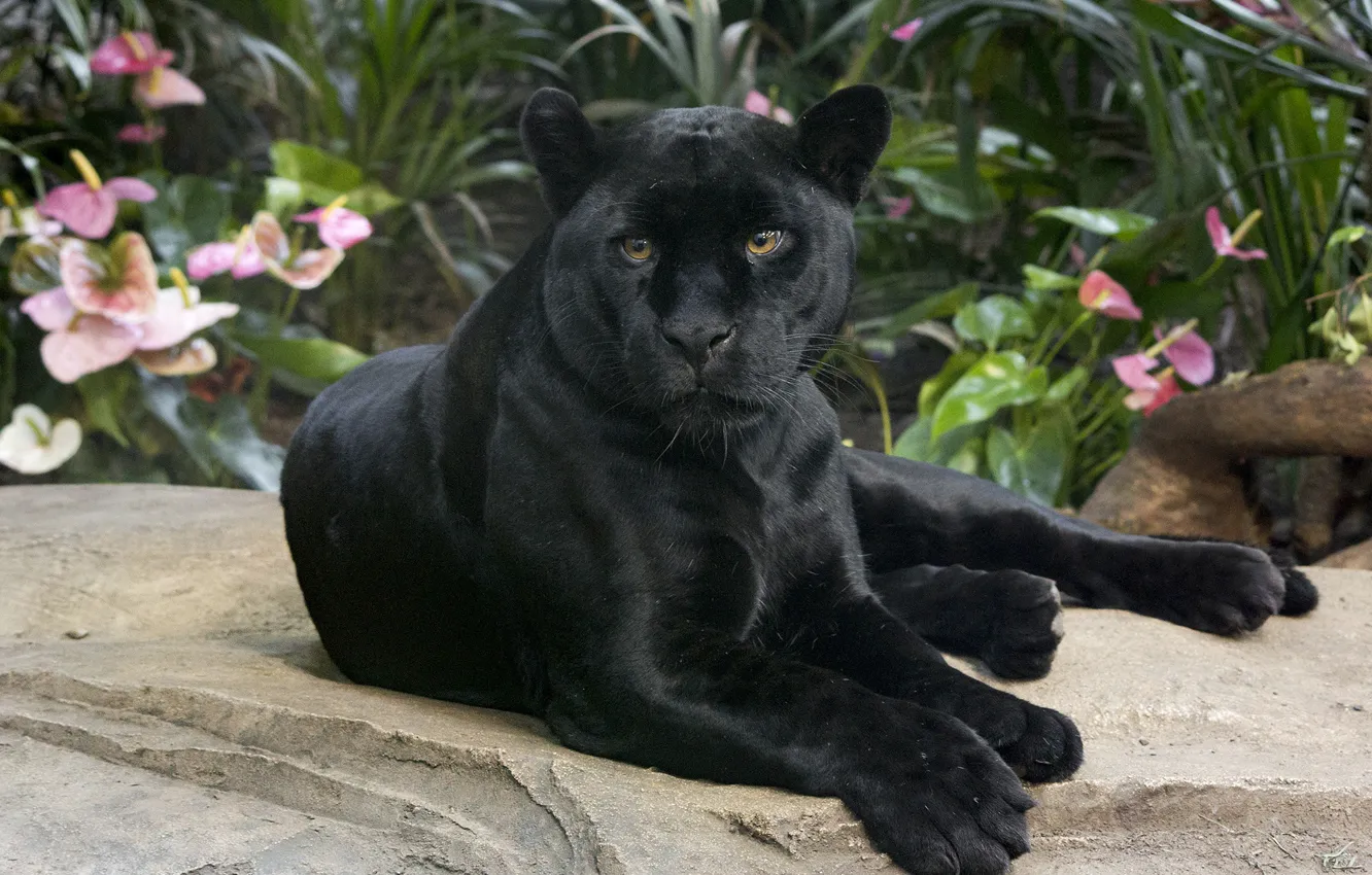 Фото обои взгляд, ягуар, дикая кошка, красавец, чёрная пантера