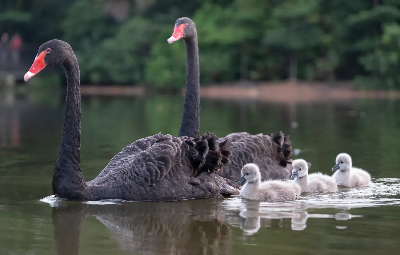 Фото обои птицы, семья, птенцы, чёрный лебедь