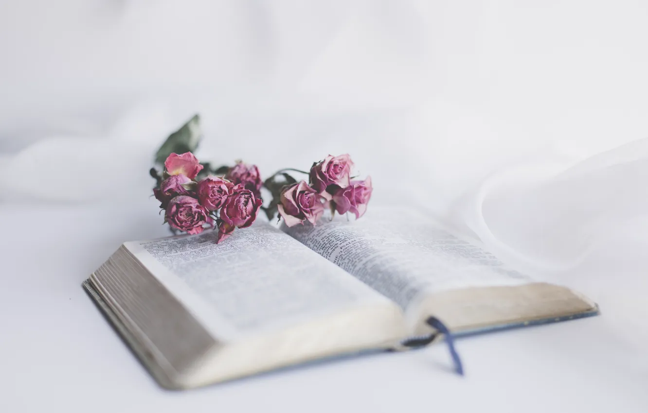 Фото обои Flower, Christian, God, Book, Bible, Jesus, Holy Bible, Sixteen Miles Out