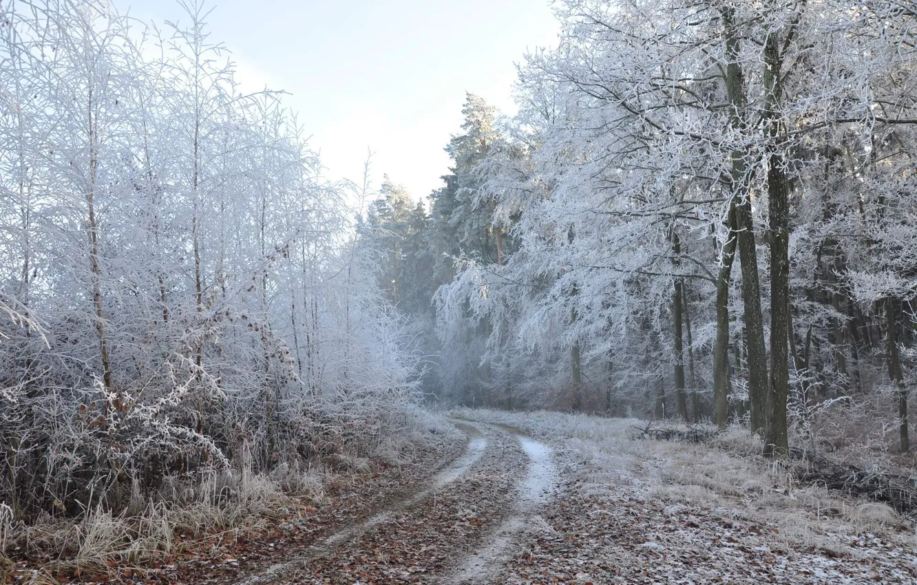 Фото обои зима, дорога, лес, природа