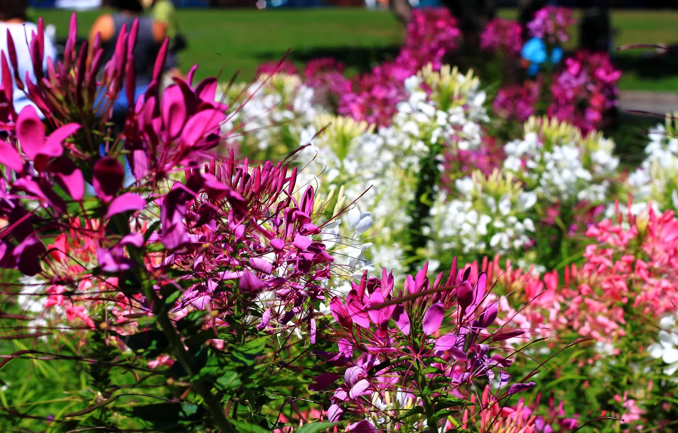 Фото обои Цветы, Flowers, Purple flowers