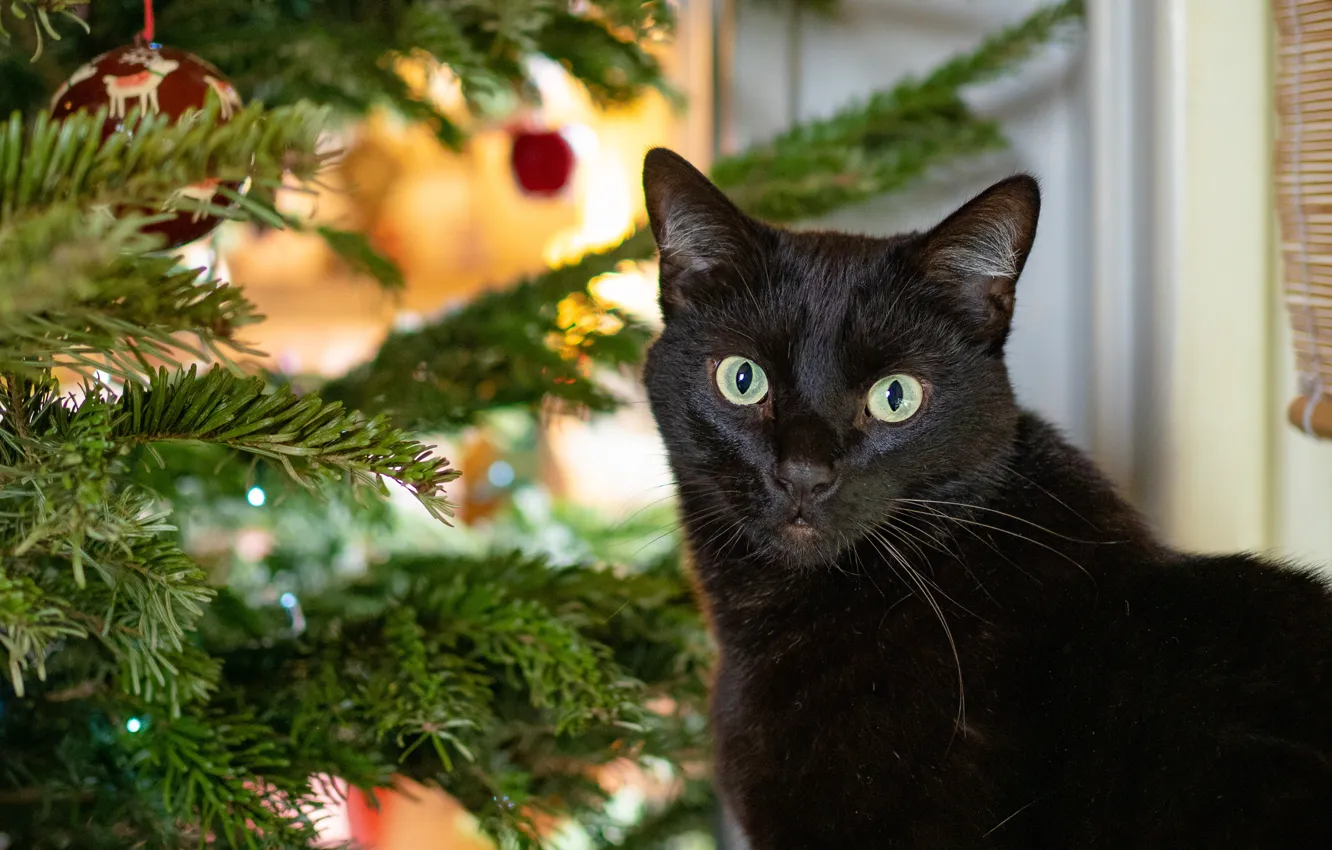 Фото обои кошка, кот, взгляд, морда, шарики, черный, портрет, Новый год