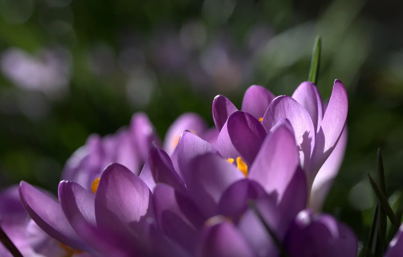 Фото обои макро, цветы, фокус, весна, лепестки, фиолетовые, сиреневые, Крокусы