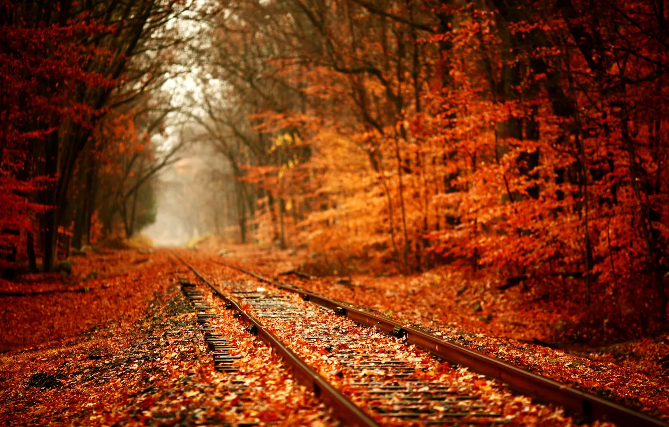 Фото обои природа, листва, железная дорога, тил-шифт, рыжая осень