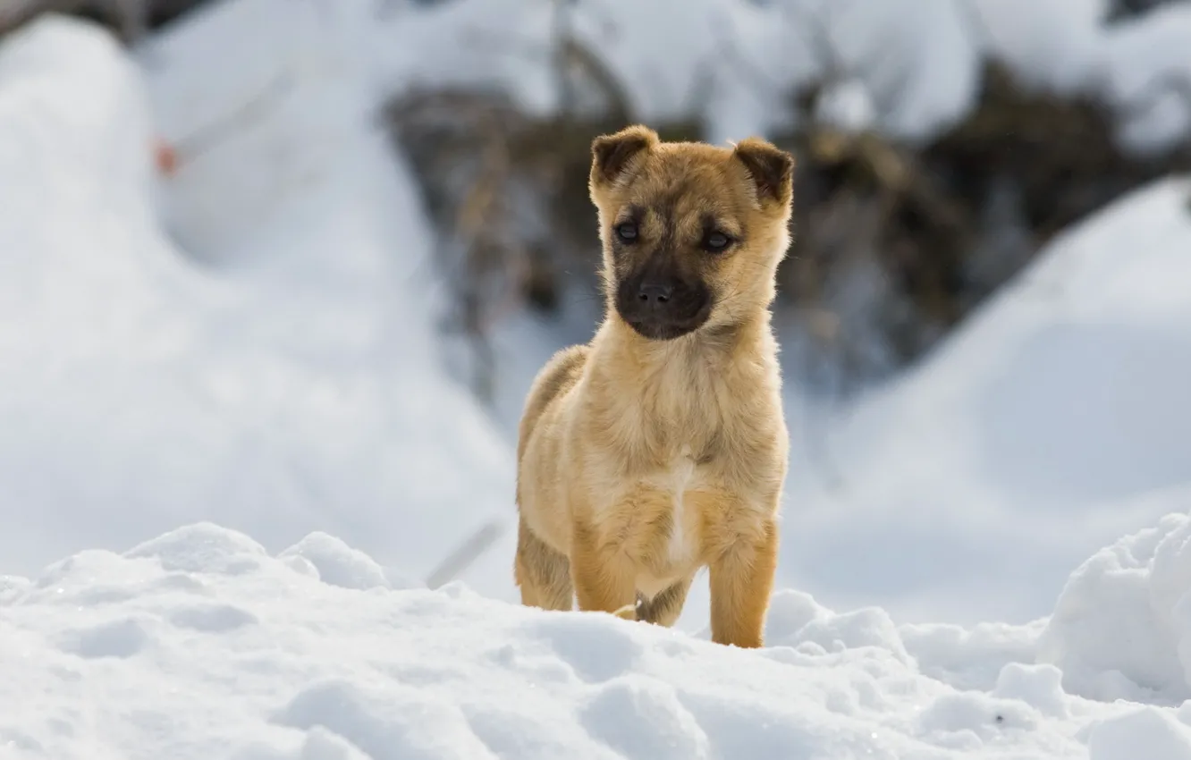Фото обои зима, снег, собака, прогулка