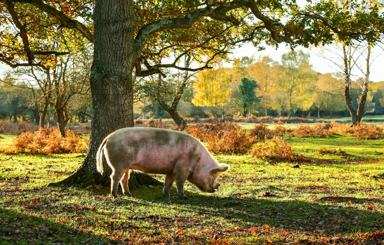 Фото обои осень, свет, деревья, ветки, природа, парк, поляна, листва