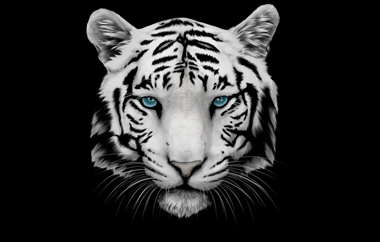 Фото обои белый, усы, морда, тигр, голова, tiger