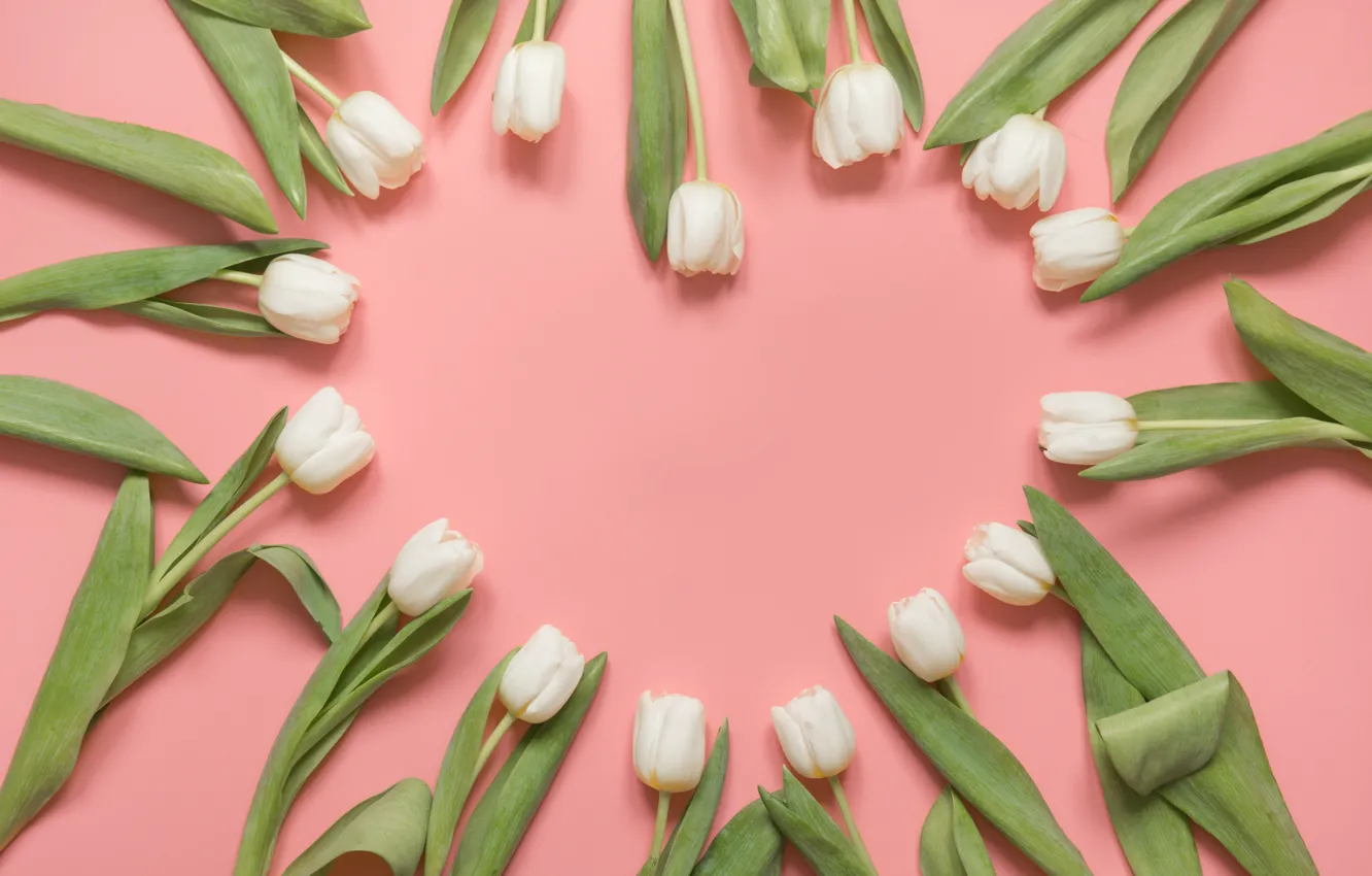 Фото обои сердце, весна, тюльпаны, белые бутоны