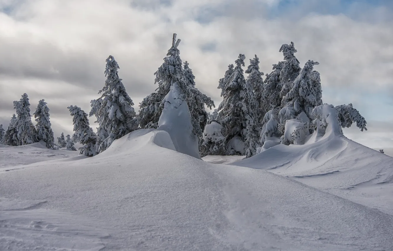 Фото обои зима, лес, небо, облака, снег, ели, сугробы, ёлочки