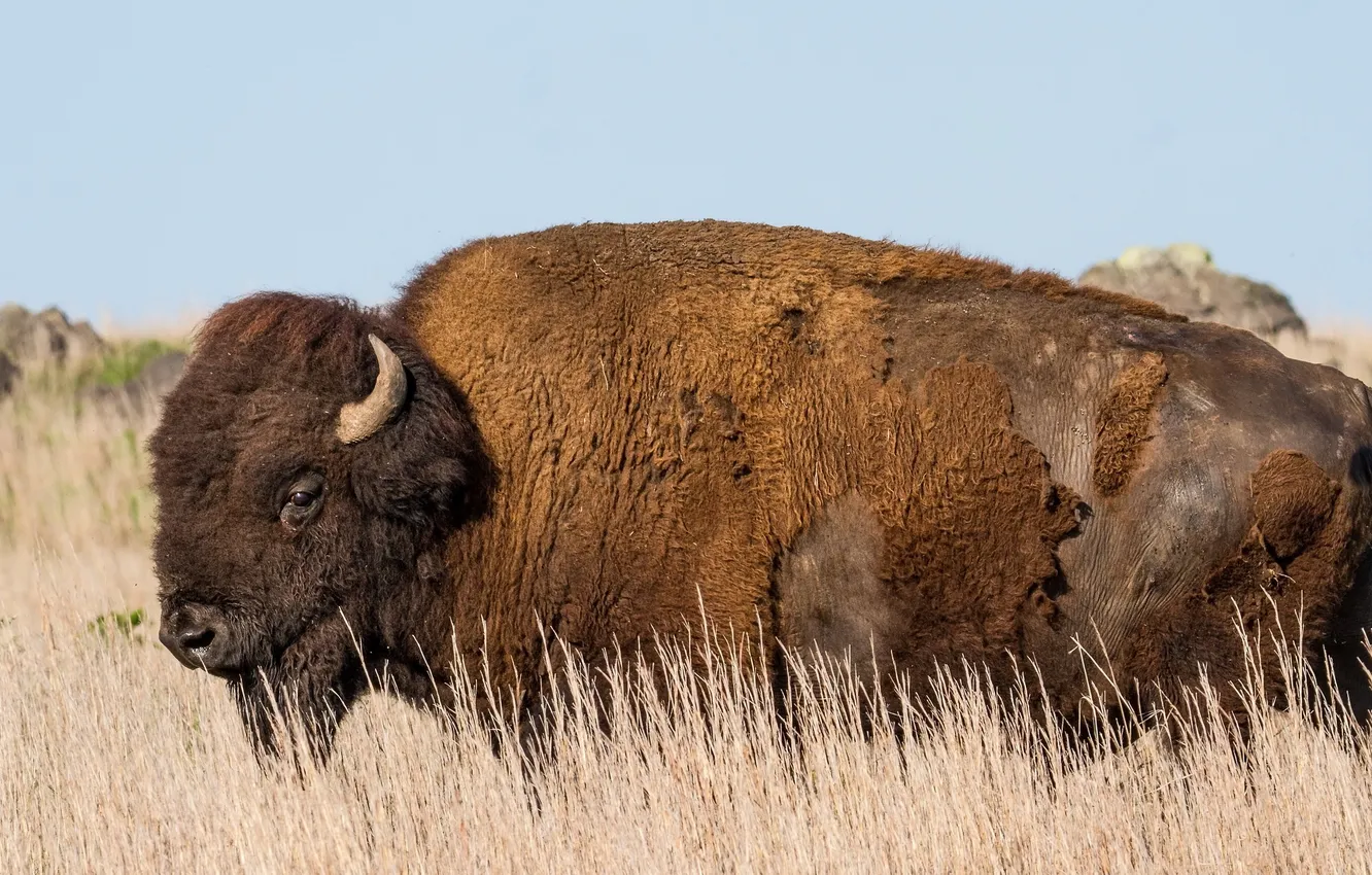 Фото обои Oklahoma, Buffalo, American Bison