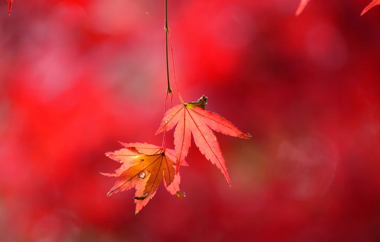 Фото обои осень, листья, природа, ветка, багрянец