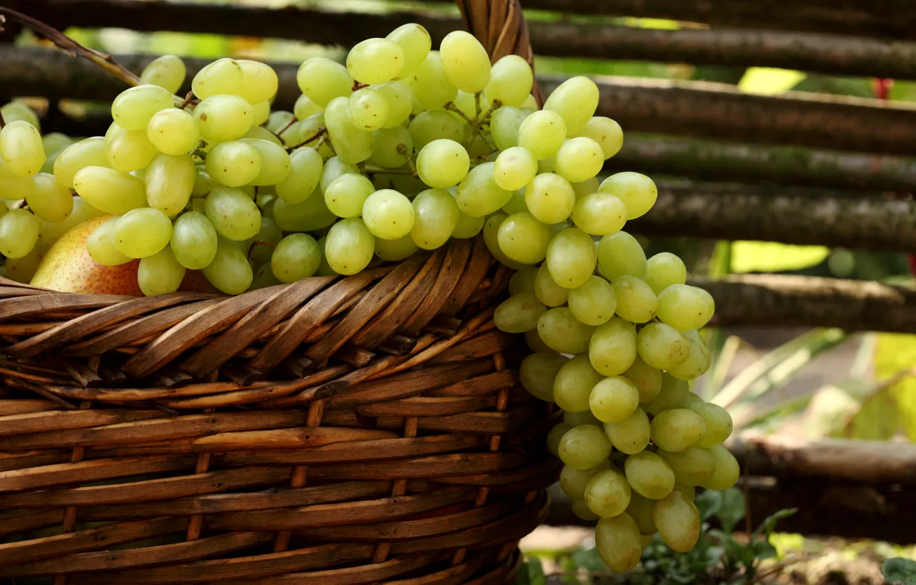 Фото обои белый, корзина, виноград, груши, гроздья