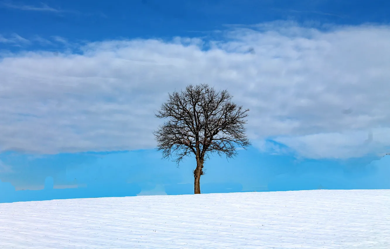 Фото обои небо, облака, снег, дерево