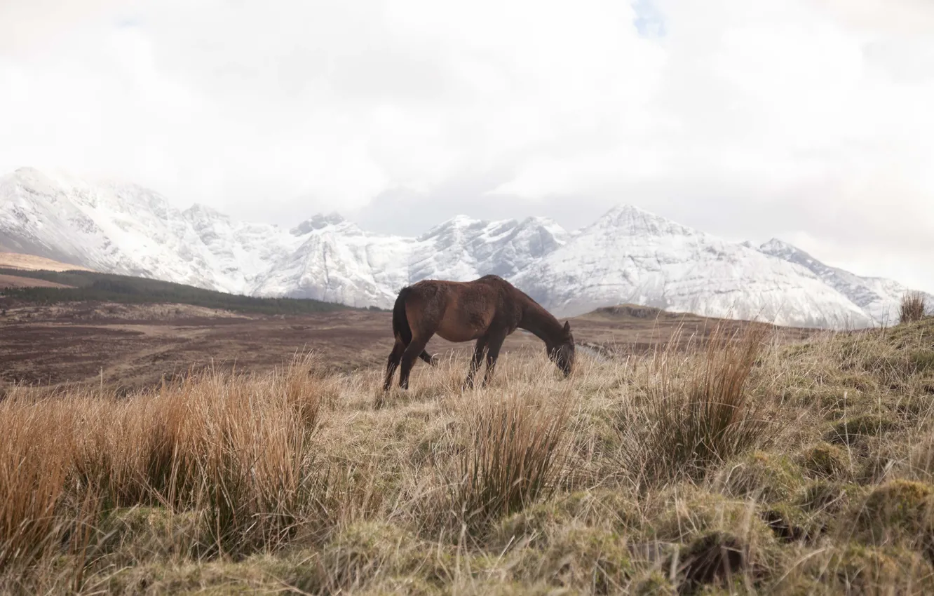 Фото обои grass, winter, mountains, snow, fog, horse, top, wildlife