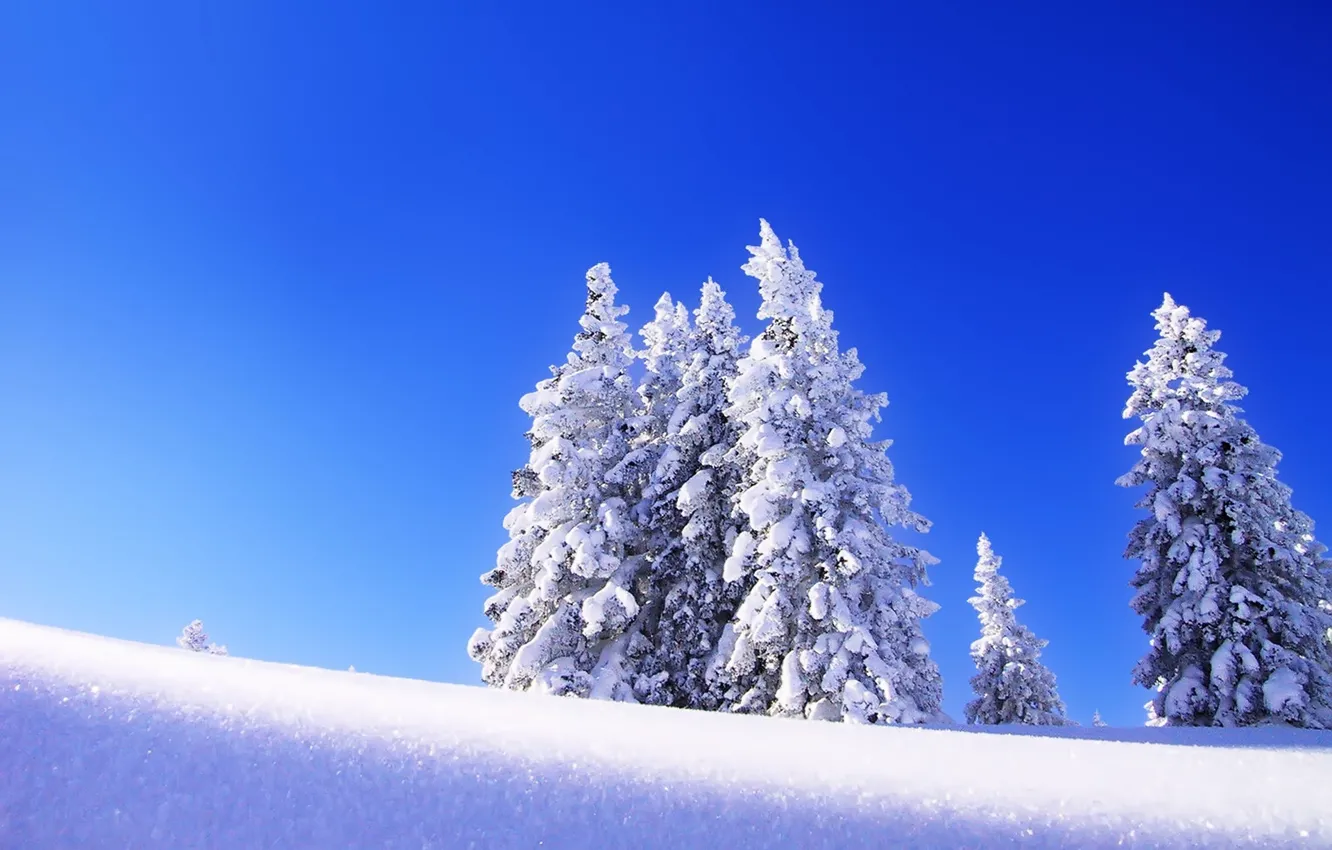 Фото обои зима, небо, снег, деревья, пейзаж, елка, ель, утро