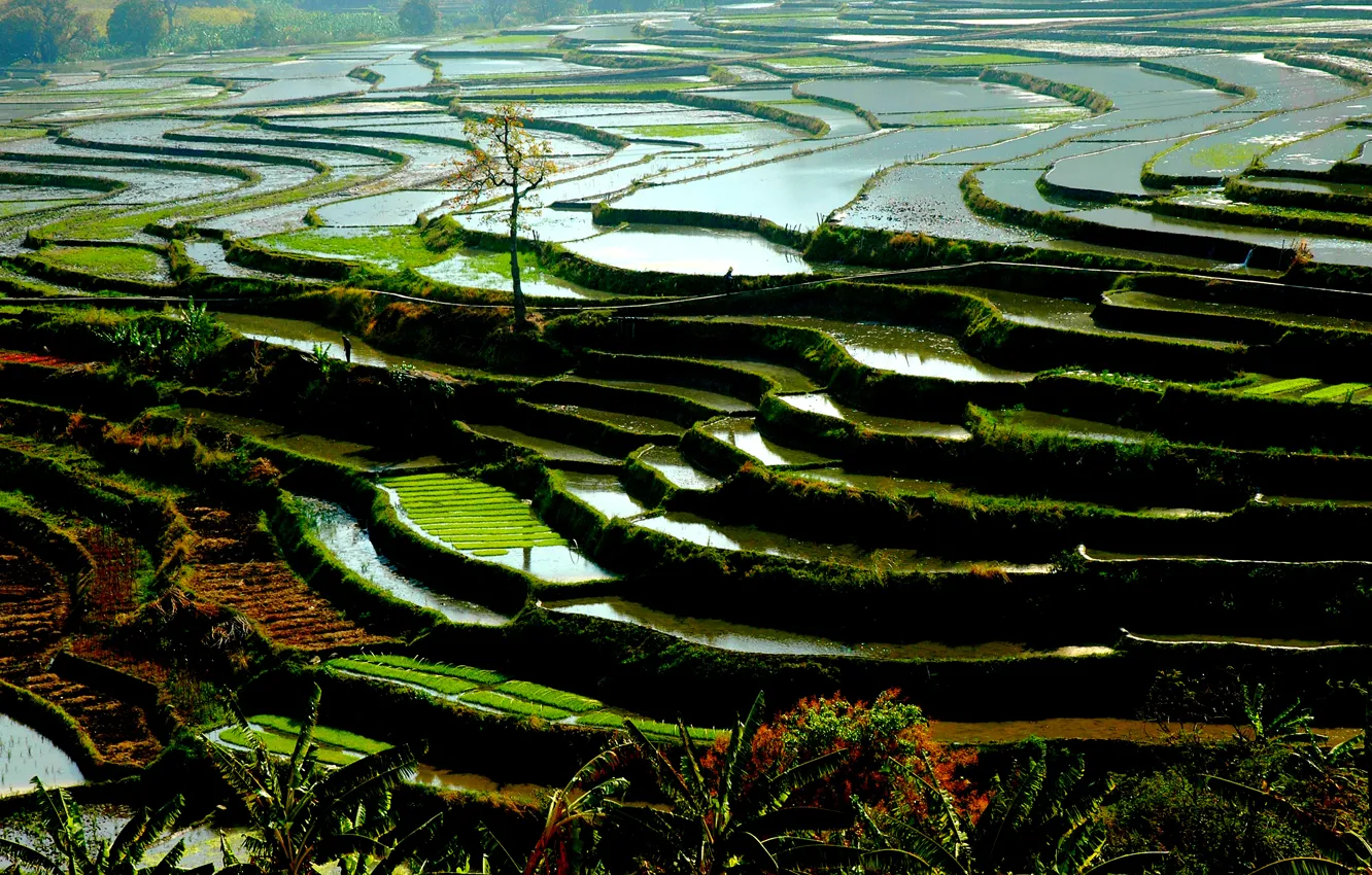 Фото обои nature, water, china, vegetation, rice paddies, riziéres Yunnan, rice terrace, rice field