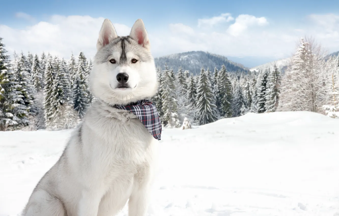 Фото обои зима, снег, природа, Собаки