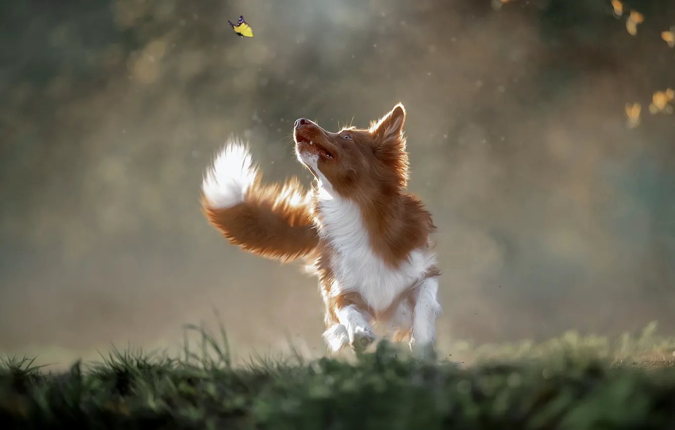 Фото обои бабочка, собака, прогулка, боке, Светлана Писарева
