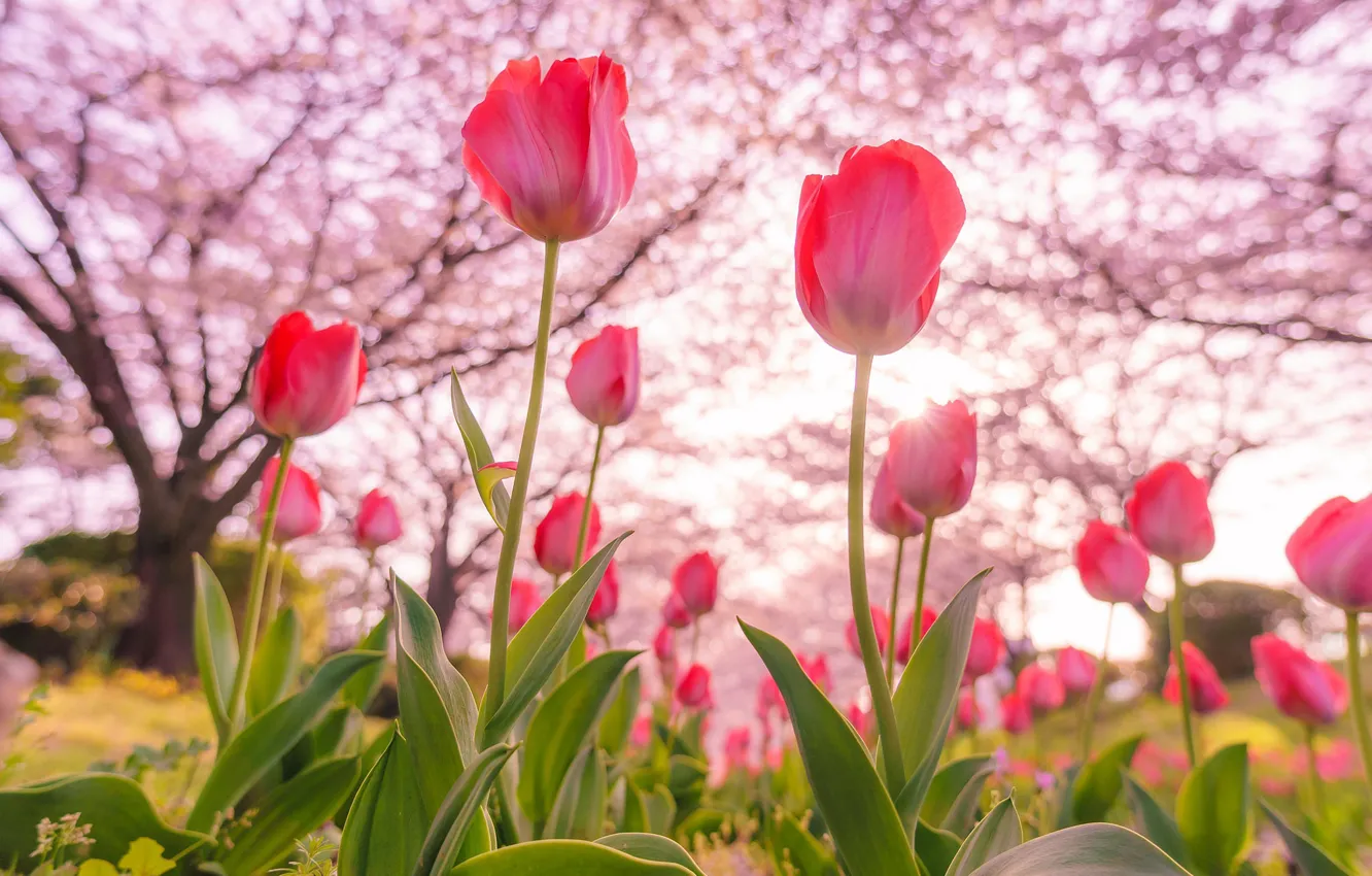 Фото обои деревья, весна, тюльпаны, цветение