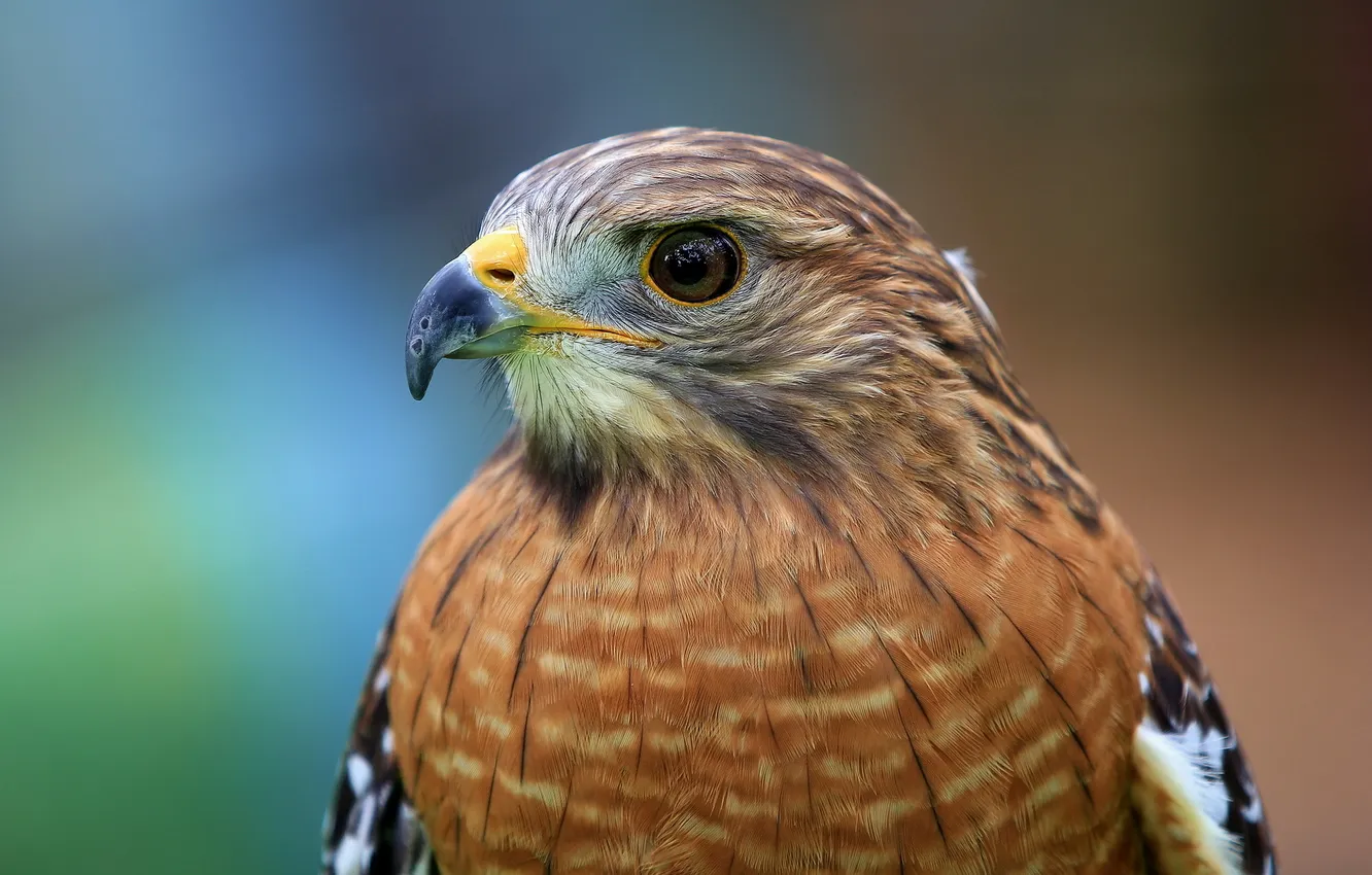 Фото обои птица, голова, ястреб, Red-shouldered Hawk