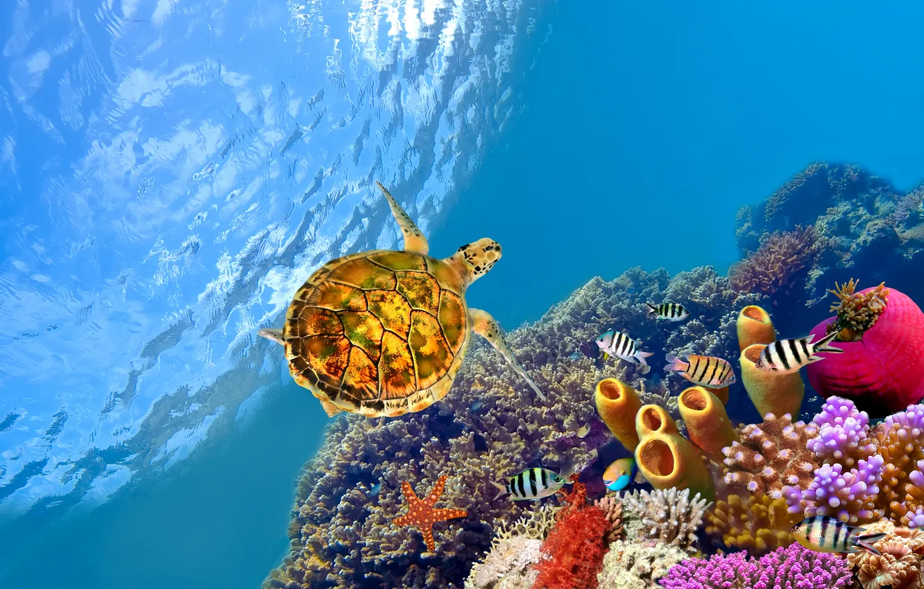 Фото обои рыбы, черепаха, underwater, подводный, fishes, рифы, Красное море, reef