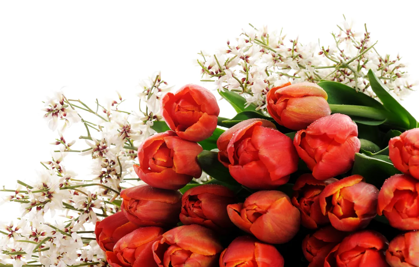Фото обои капли, тюльпаны, красные, белый фон