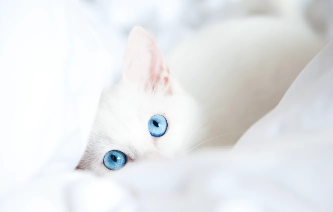 Фото обои белый, кот, взгляд, одеяло, голубые глаза