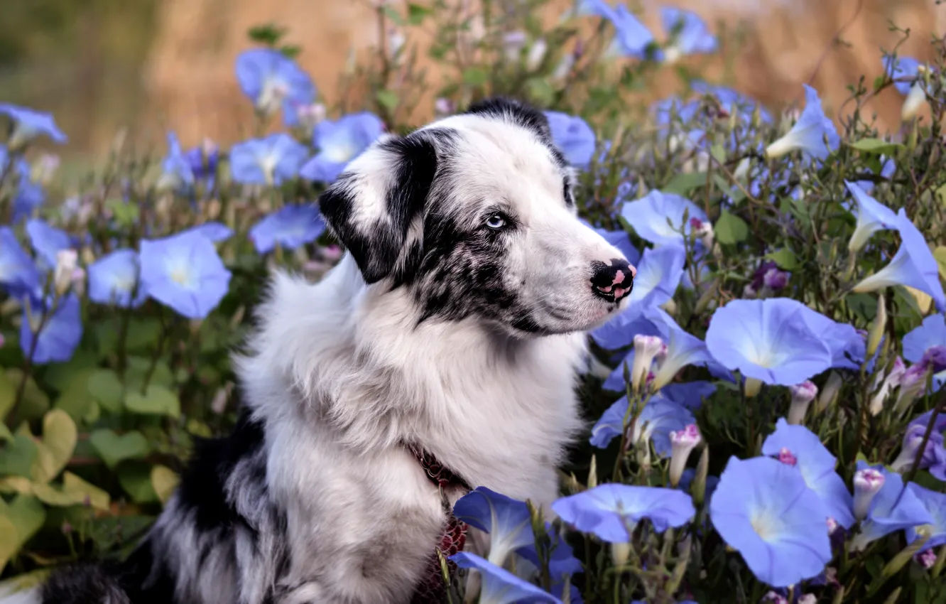 Фото обои лето, взгляд, морда, цветы, фон, портрет, собака, голубые
