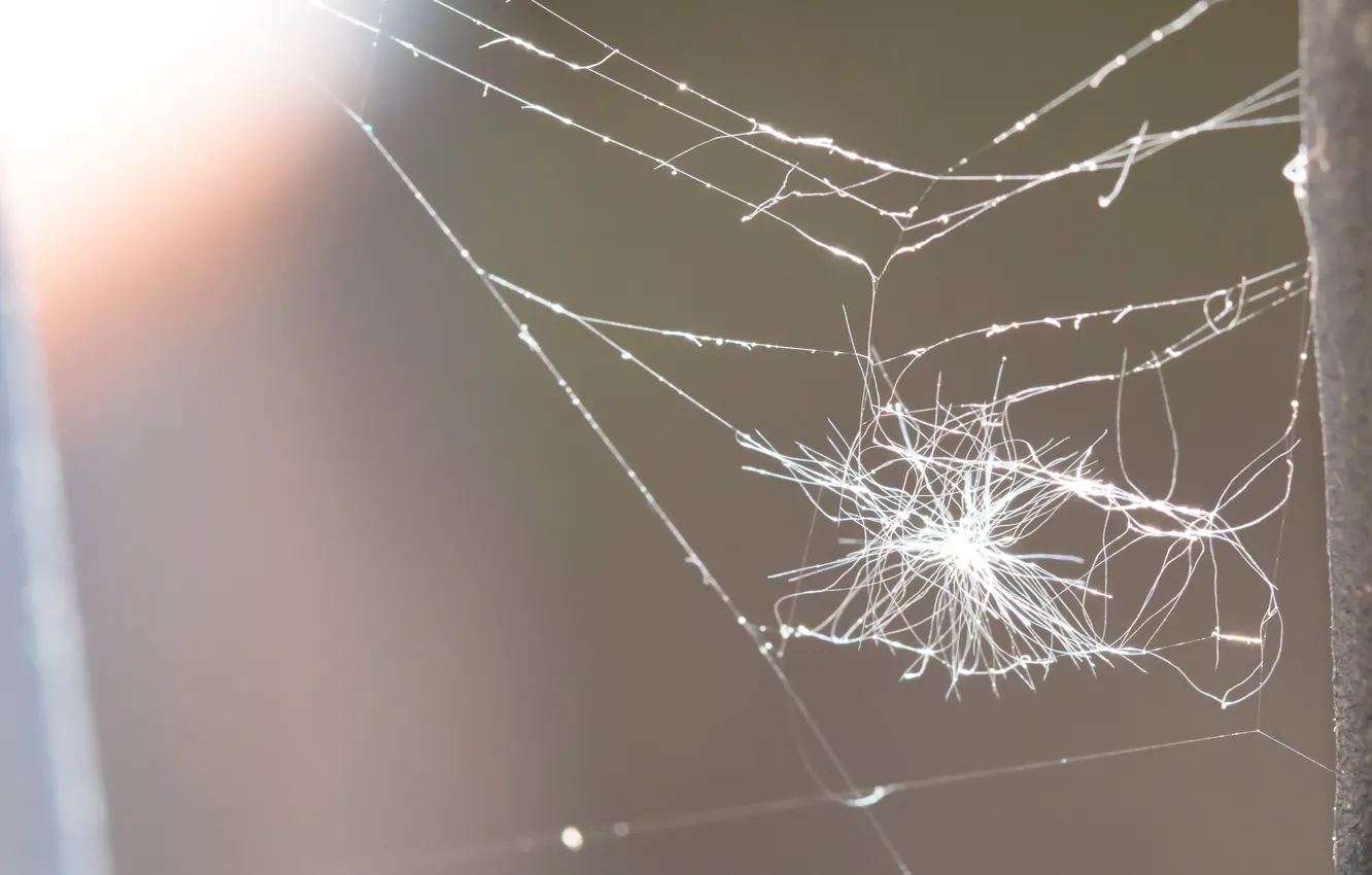 Фото обои фон, забор, паутина