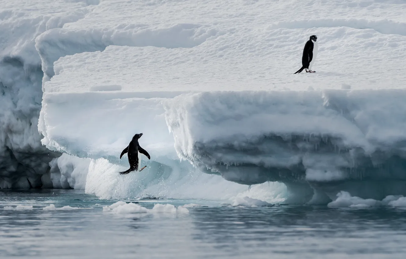 Фото обои море, океан, лёд, пингвины, пингвин, льдина