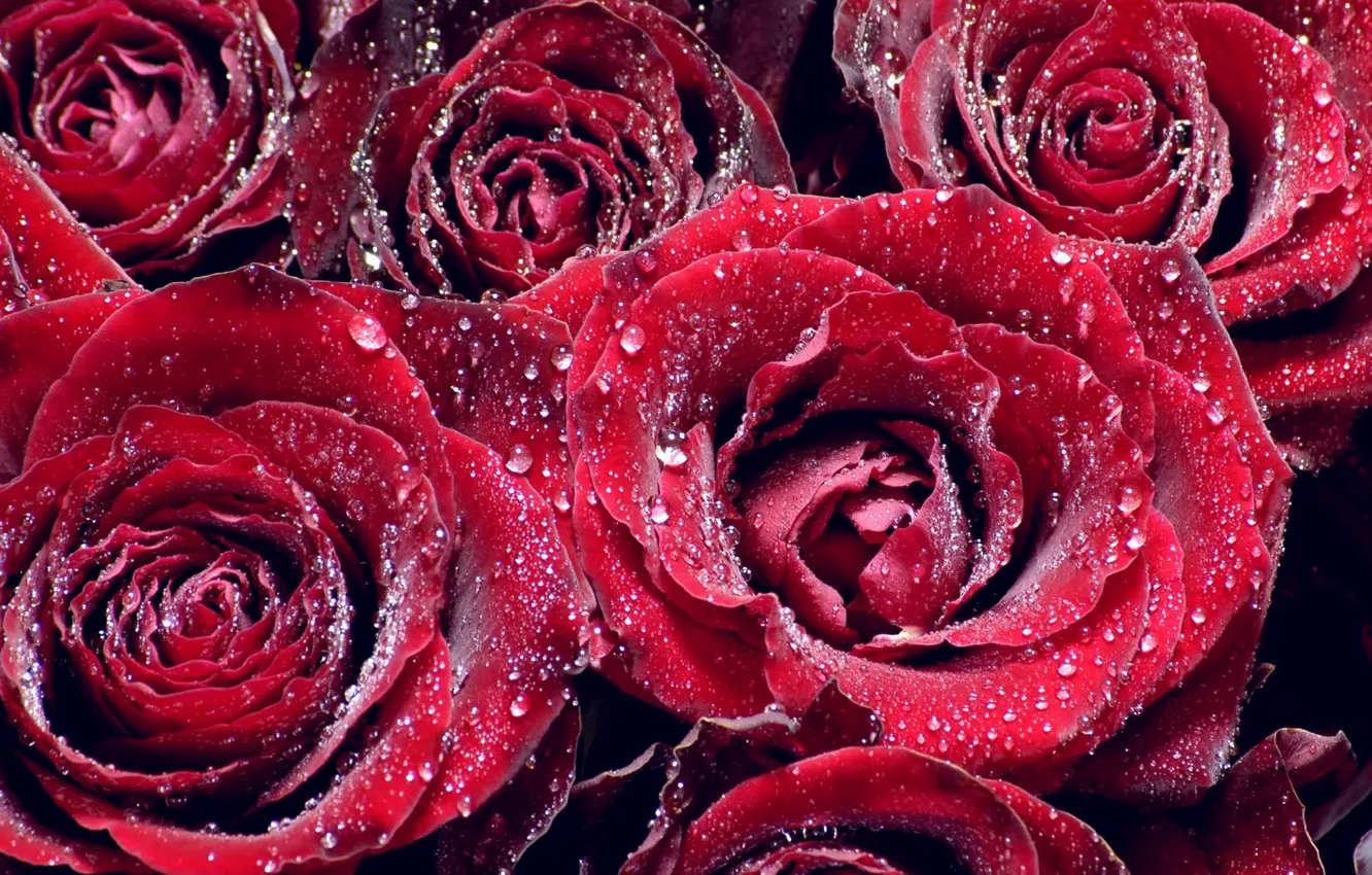 Фото обои эстетика, капельки воды, розы красные