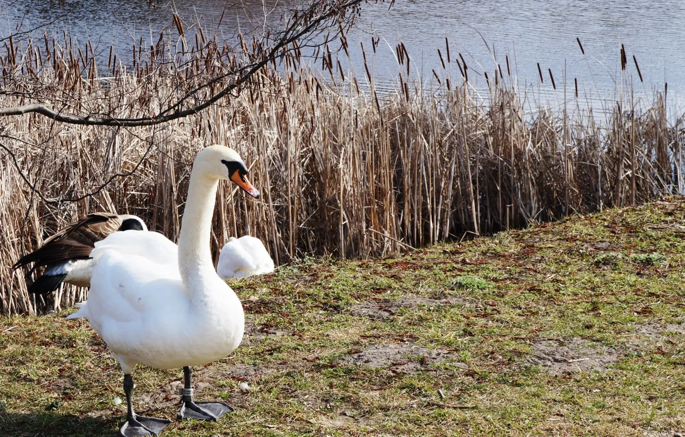 Фото обои white, swan, bird