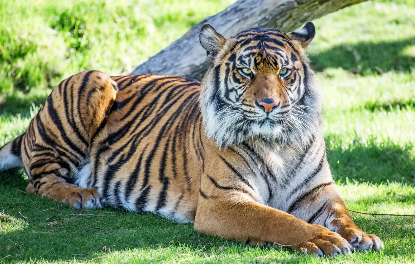 Фото обои тигр, отдых, хищник