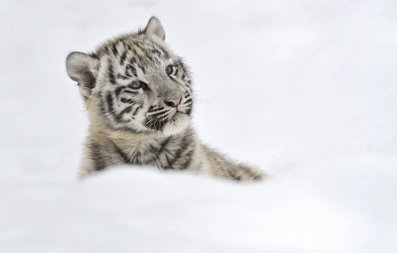 Фото обои зима, снег, котенок, Тигренок