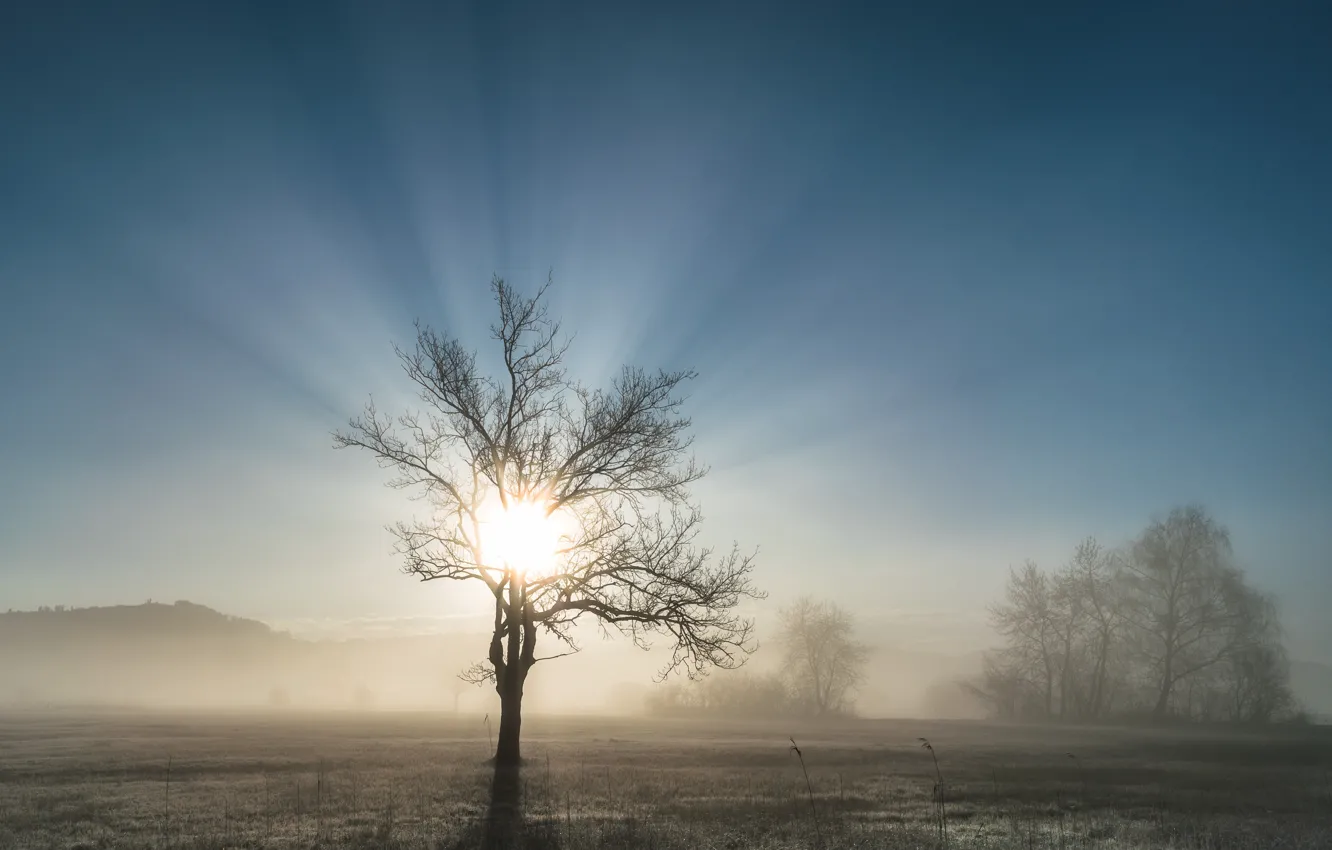 Фото обои поле, свет, туман, дерево, утро