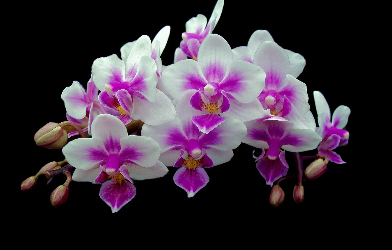 Фото обои фон, ветка, лепестки, орхидея