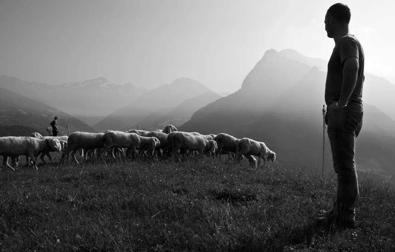 Фото обои Christian, sheep, God, Lord, shepherd, pasture, Jesus, Alberto Bigoni