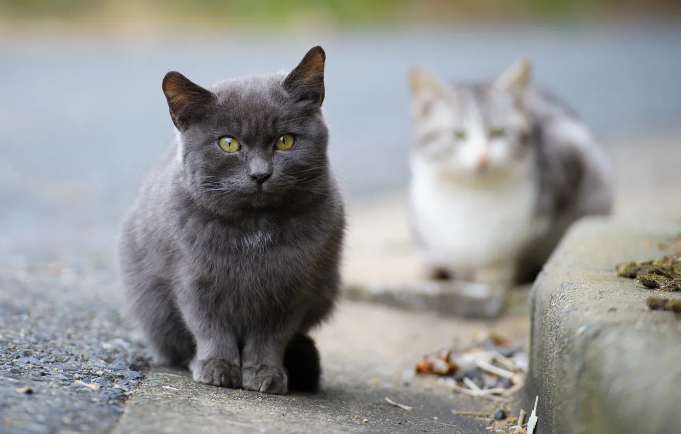Фото обои асфальт, кошки, улица, фокус, бордюр, котята