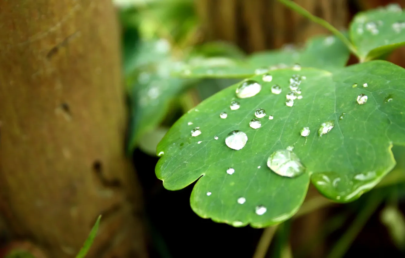 Фото обои зелень, капли, лист, дождь