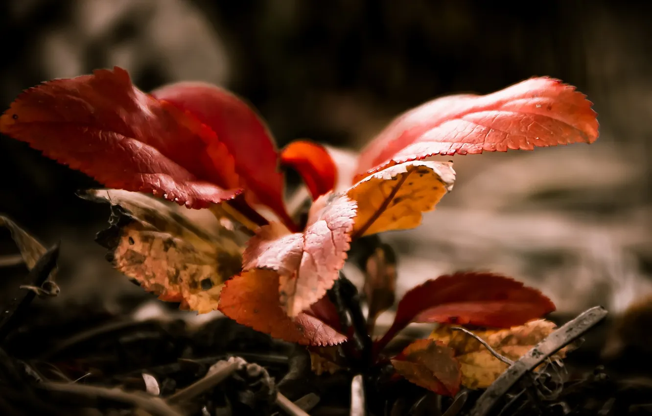 Фото обои листья, макро, природа