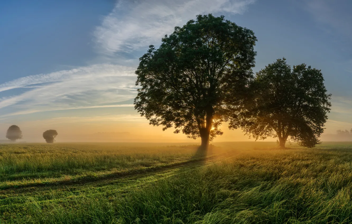 Фото обои поле, деревья, рассвет, утро, Германия, Бавария