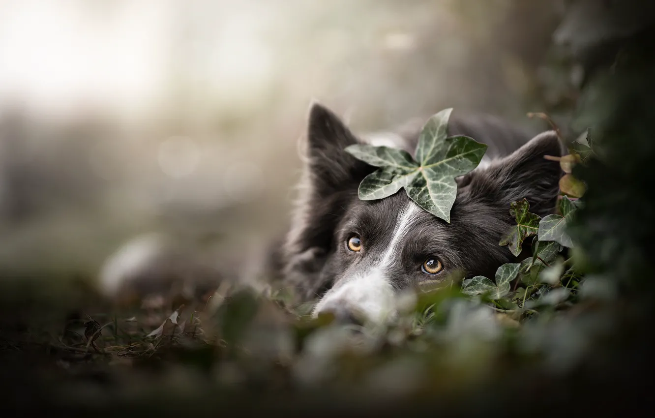 Фото обои взгляд, морда, листья, собака, боке, Бордер-колли