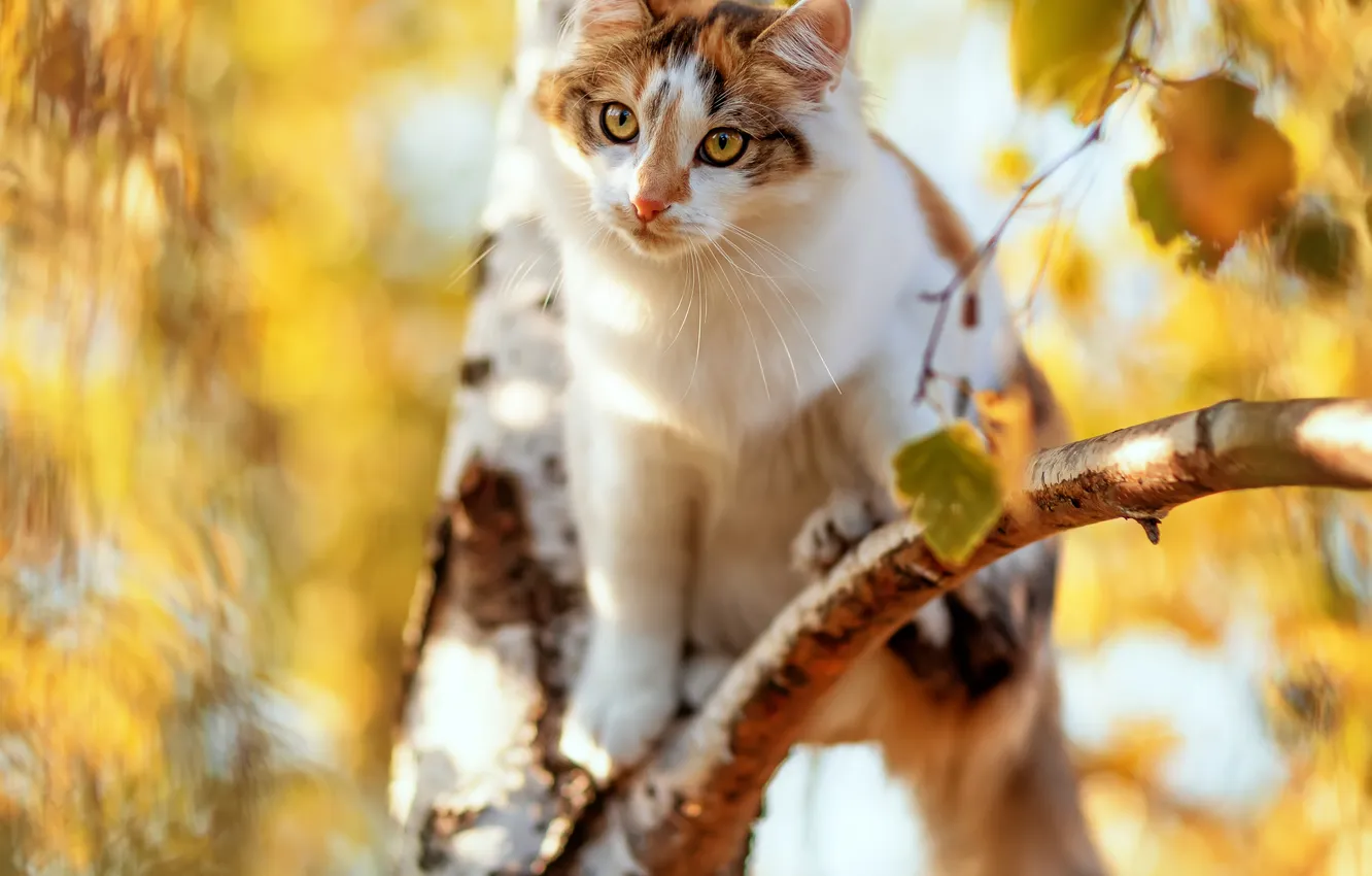 Фото обои кошка, кот, взгляд, берёза, на дереве