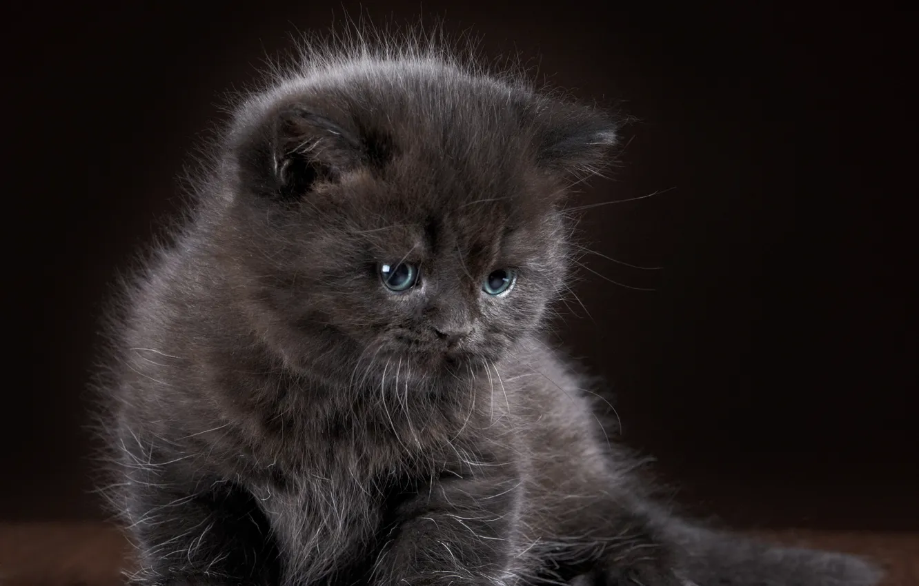Фото обои котенок, серый, малыш, grey, wallpapers, cats